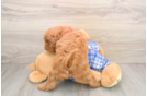 Funny Mini Goldendoodle Poodle Mix Pup