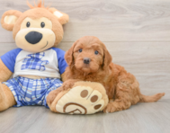 5 week old Mini Goldendoodle Puppy For Sale - Pilesgrove Pups