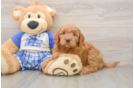Sweet Mini Goldendoodle Baby