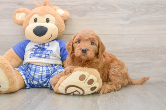 Sweet Mini Goldendoodle Baby