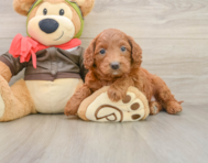 7 week old Mini Goldendoodle Puppy For Sale - Pilesgrove Pups