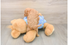 Happy Mini Goldendoodle Baby