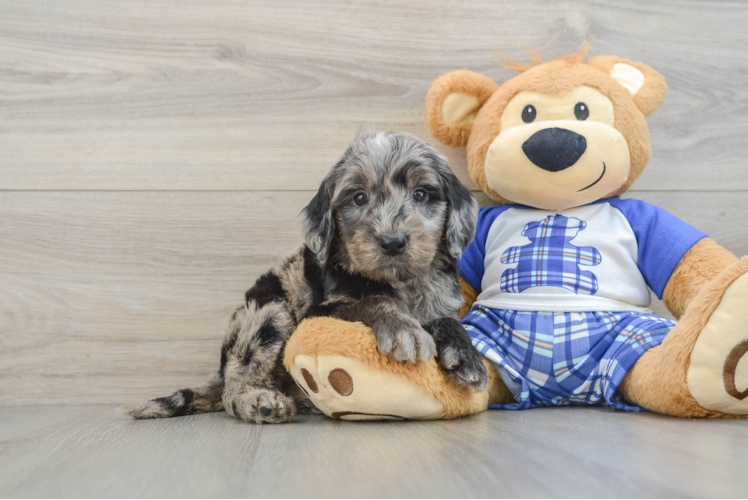 Playful Mini Groodle Poodle Mix Puppy