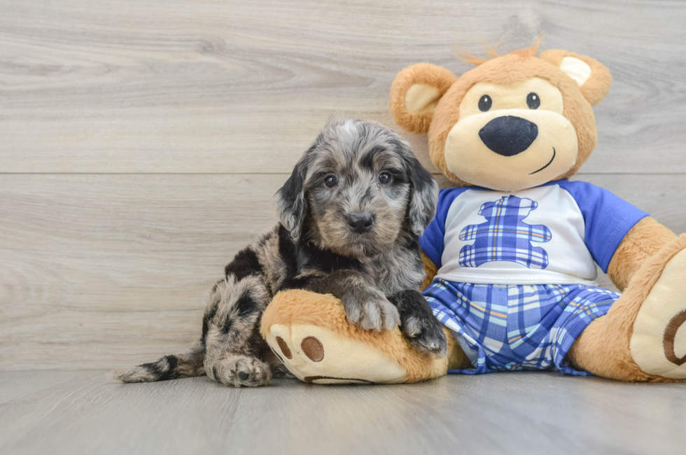5 week old Mini Goldendoodle Puppy For Sale - Pilesgrove Pups