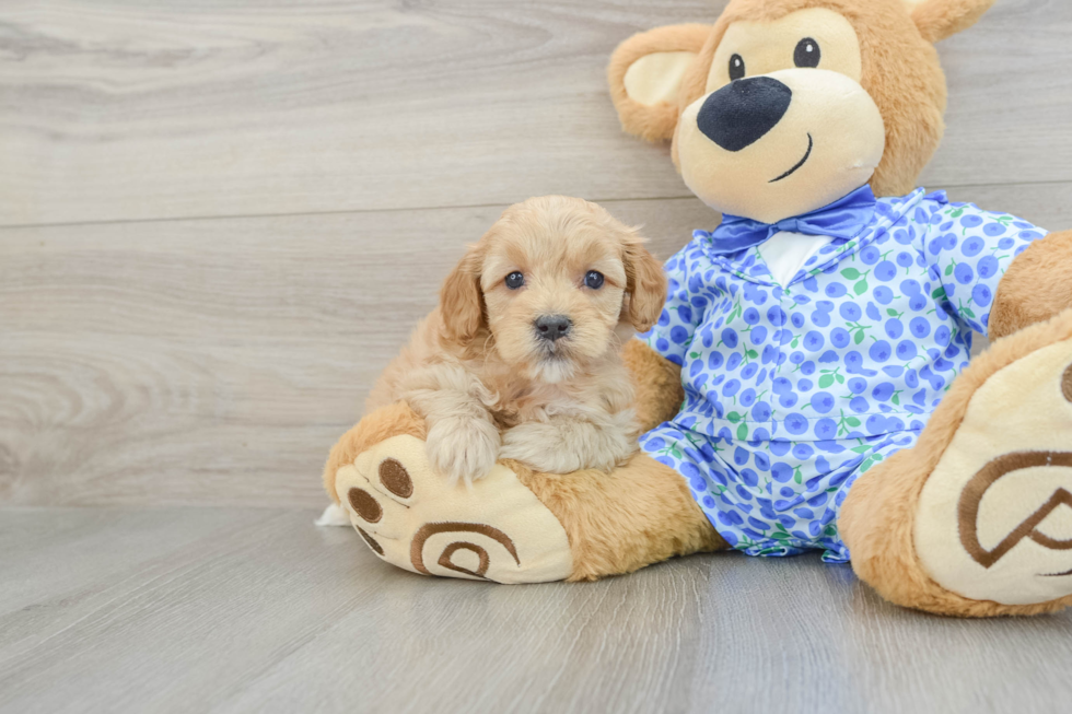 Sweet Mini Goldendoodle Baby