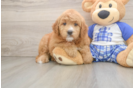 Mini Goldendoodle Pup Being Cute