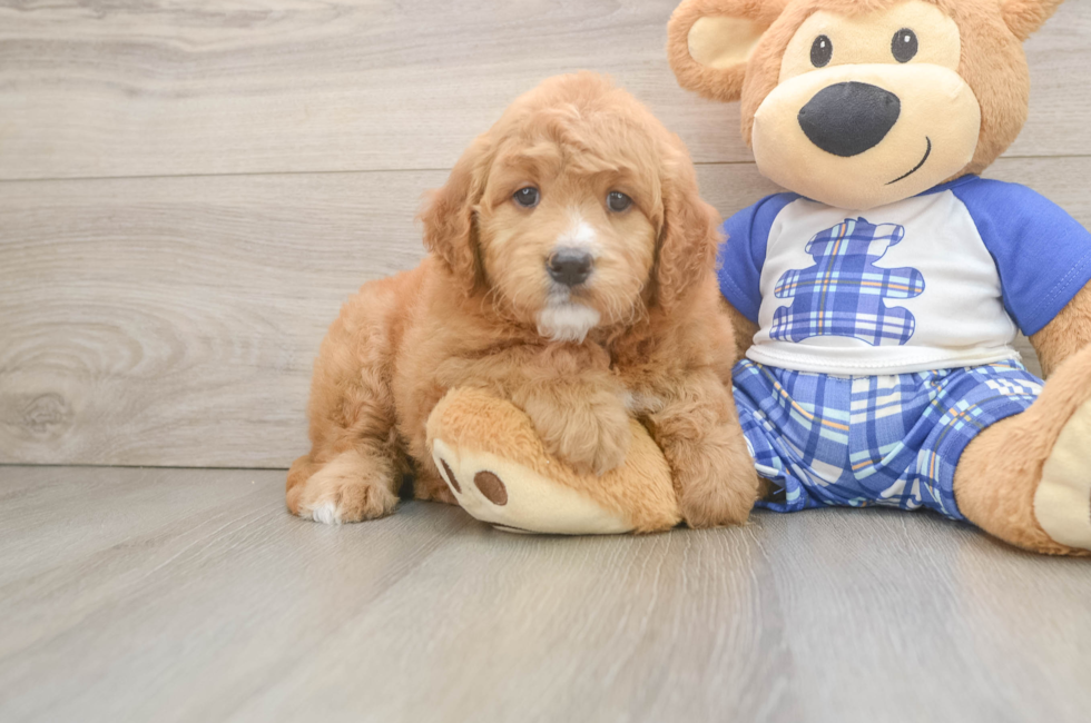 6 week old Mini Goldendoodle Puppy For Sale - Pilesgrove Pups