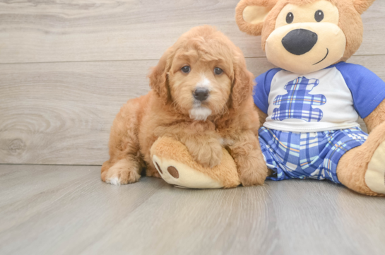 Mini Goldendoodle Pup Being Cute