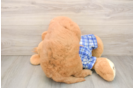 Little Mini Goldenpoo Poodle Mix Puppy