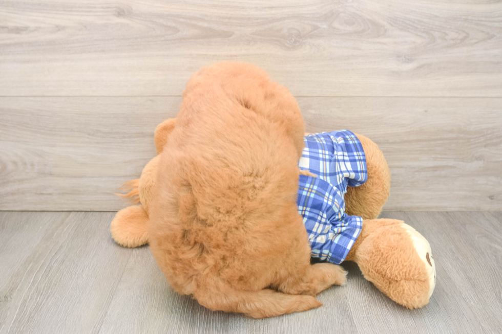 Little Mini Goldenpoo Poodle Mix Puppy