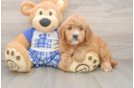Mini Goldendoodle Pup Being Cute