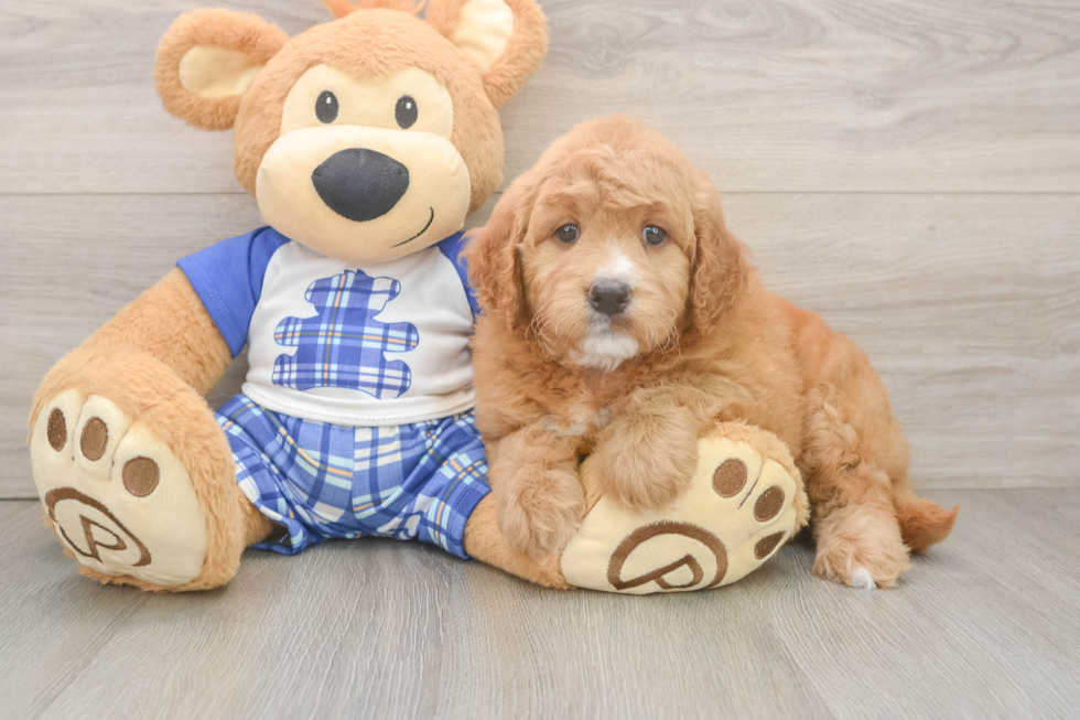 Mini Goldendoodle Pup Being Cute