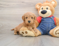 6 week old Mini Goldendoodle Puppy For Sale - Pilesgrove Pups