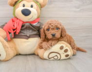 6 week old Mini Goldendoodle Puppy For Sale - Pilesgrove Pups