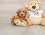 7 week old Mini Goldendoodle Puppy For Sale - Pilesgrove Pups