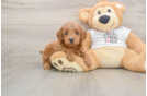 Hypoallergenic Mini Goldiepoo Poodle Mix Puppy