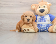 6 week old Mini Goldendoodle Puppy For Sale - Pilesgrove Pups