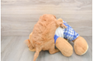 Petite Mini Goldendoodle Poodle Mix Pup