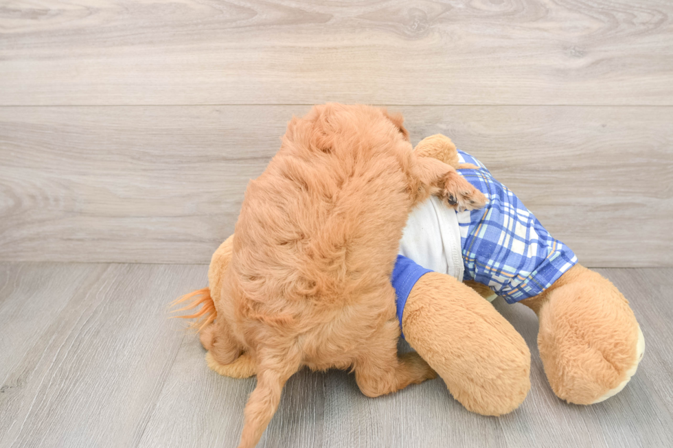 Petite Mini Goldendoodle Poodle Mix Pup