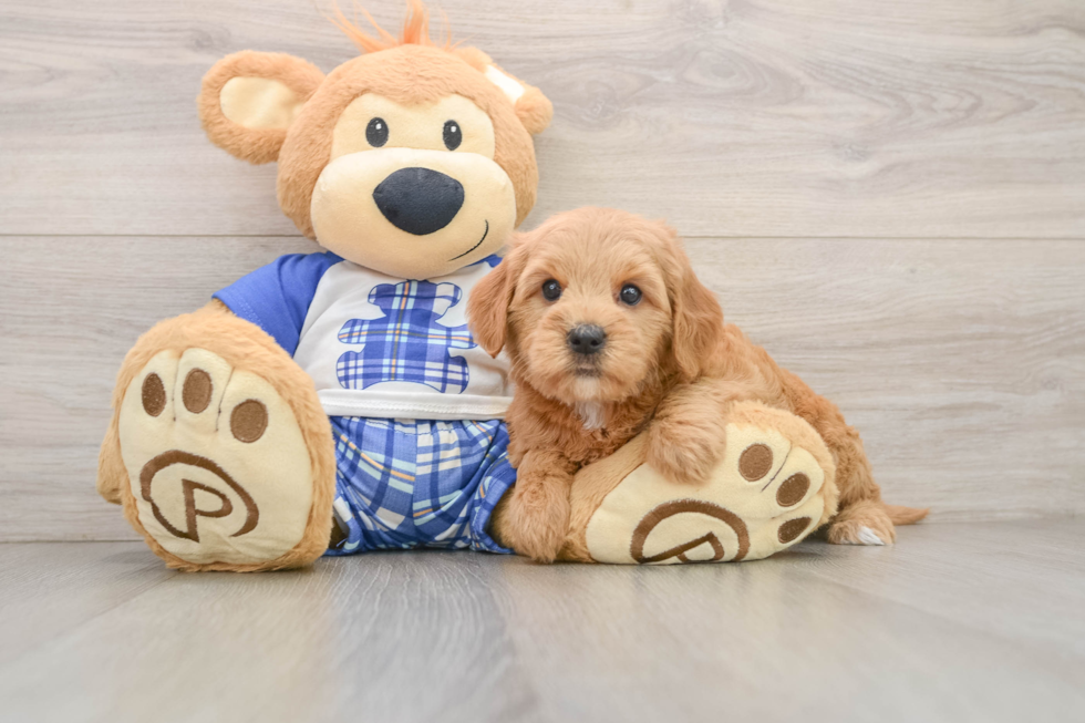 Mini Goldendoodle Pup Being Cute