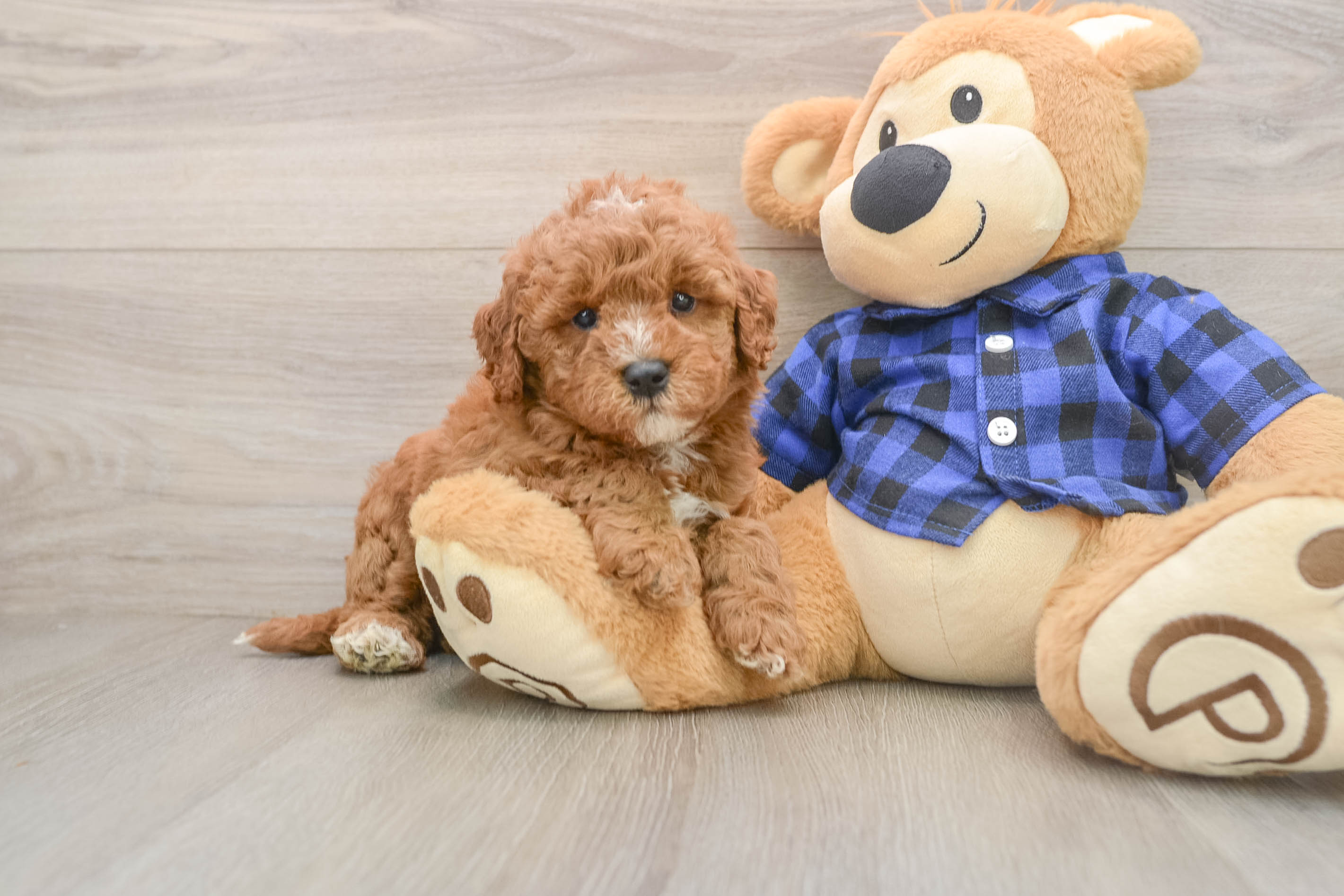 Small Mini Goldendoodle Baby
