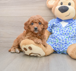 8 week old Mini Goldendoodle Puppy For Sale - Pilesgrove Pups
