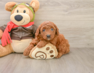 7 week old Mini Goldendoodle Puppy For Sale - Pilesgrove Pups
