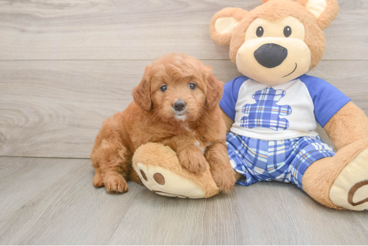 Cute Mini Goldendoodle Baby
