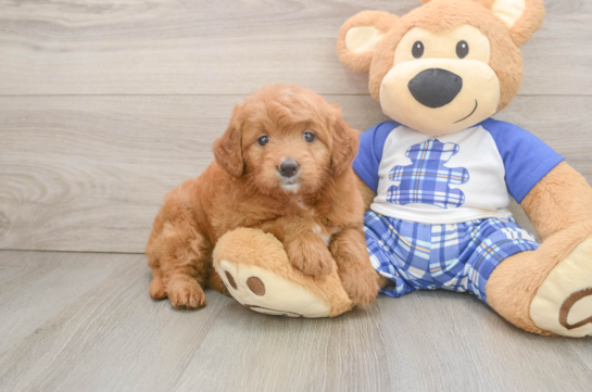 Cute Mini Goldendoodle Baby