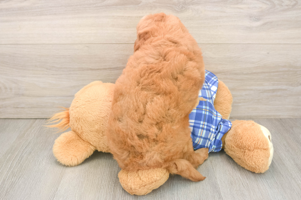 Best Mini Goldendoodle Baby