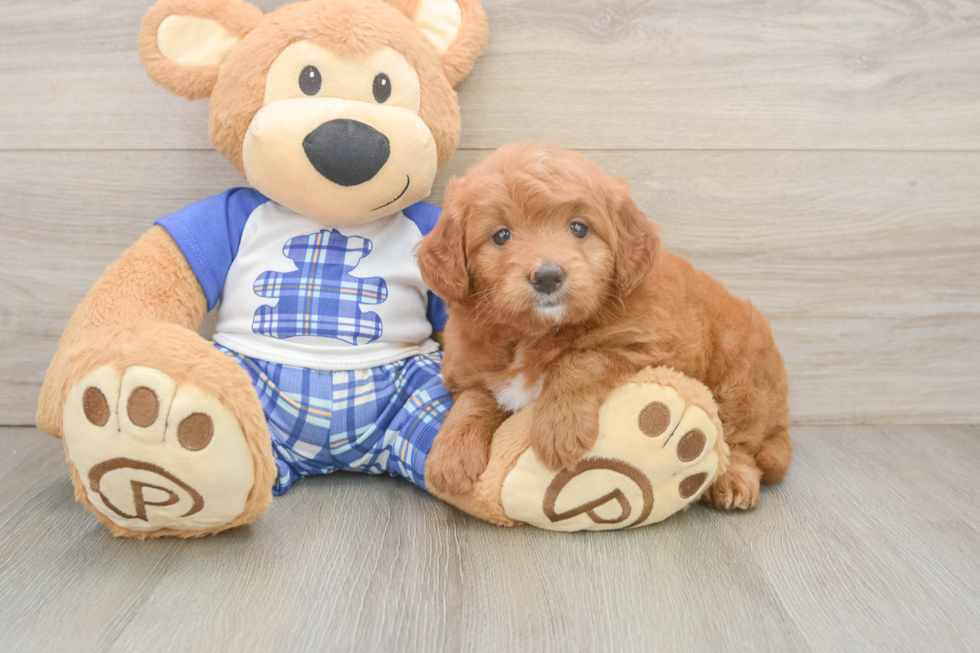 Sweet Mini Goldendoodle Baby