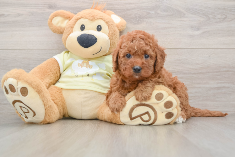 Friendly Mini Goldendoodle Baby