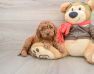 6 week old Mini Goldendoodle Puppy For Sale - Pilesgrove Pups