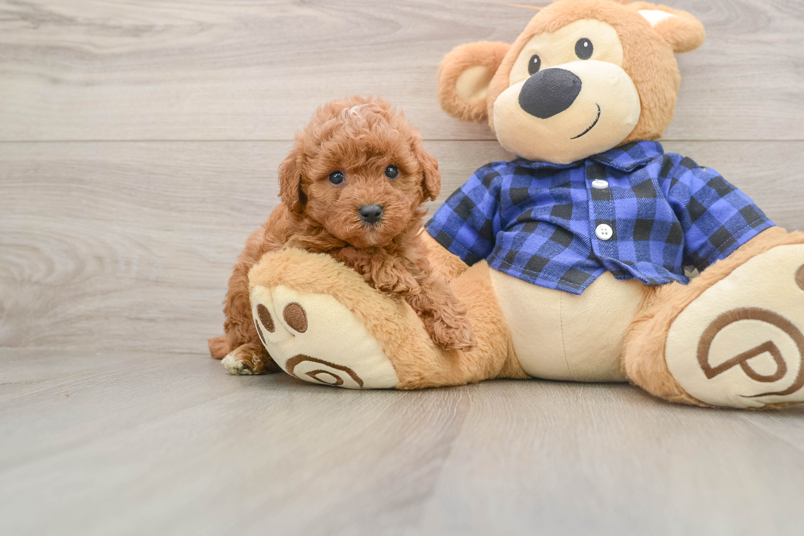 Smart Mini Goldendoodle Poodle Mix Pup