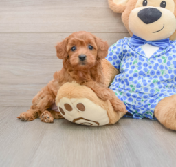 8 week old Mini Goldendoodle Puppy For Sale - Pilesgrove Pups