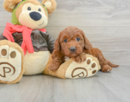 9 week old Mini Goldendoodle Puppy For Sale - Pilesgrove Pups