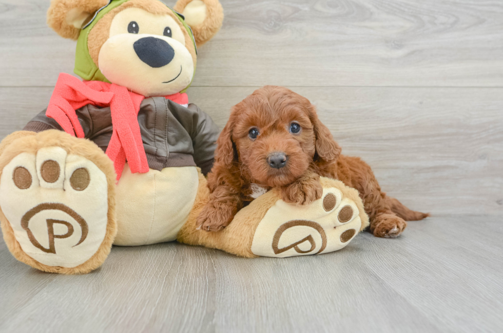 9 week old Mini Goldendoodle Puppy For Sale - Pilesgrove Pups