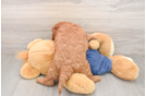 Sweet Mini Goldendoodle Baby