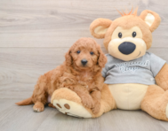 7 week old Mini Goldendoodle Puppy For Sale - Pilesgrove Pups