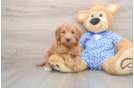 Mini Goldendoodle Pup Being Cute