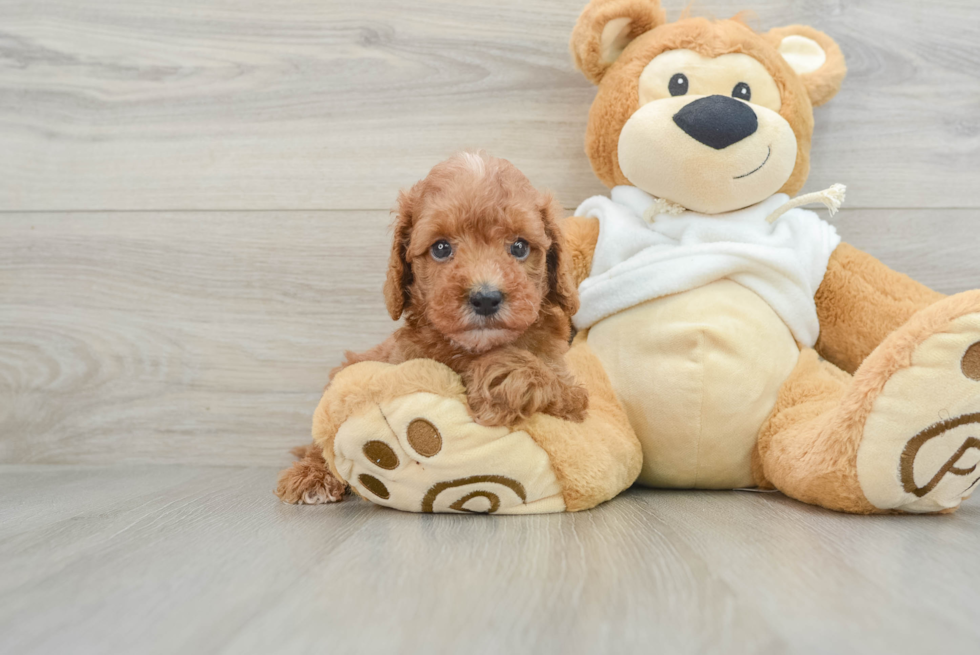 Mini Goldendoodle Pup Being Cute