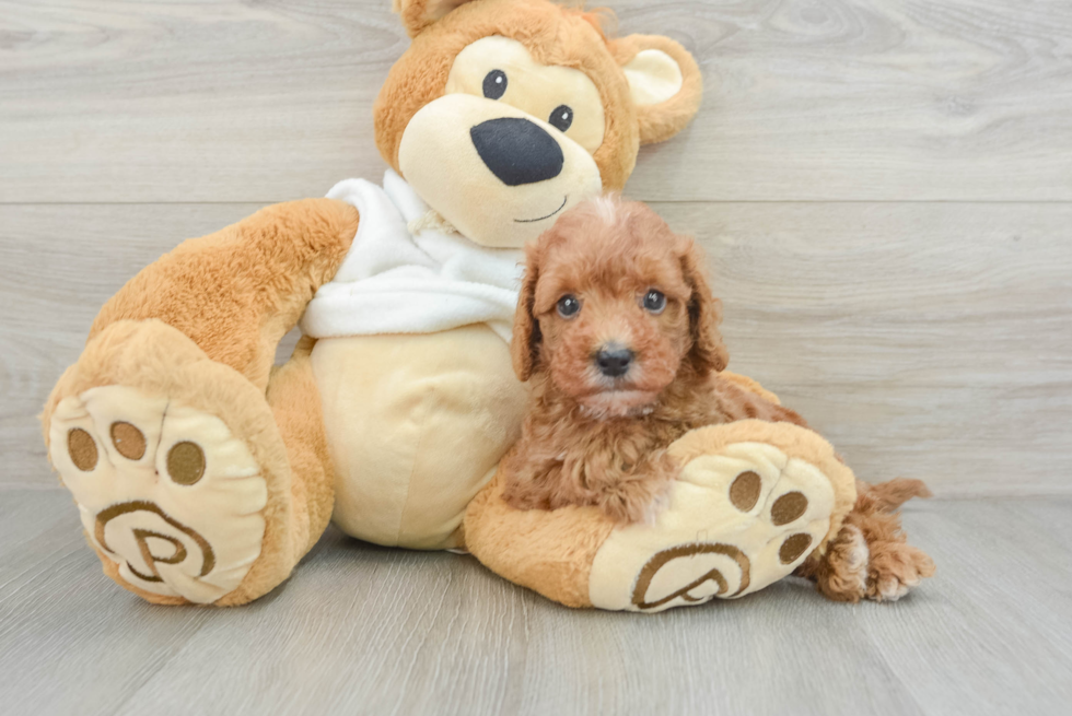 Little Mini Goldenpoo Poodle Mix Puppy