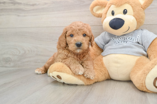 Mini Goldendoodle Puppy for Adoption
