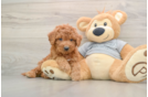 Funny Mini Goldendoodle Poodle Mix Pup