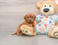 5 week old Mini Goldendoodle Puppy For Sale - Pilesgrove Pups