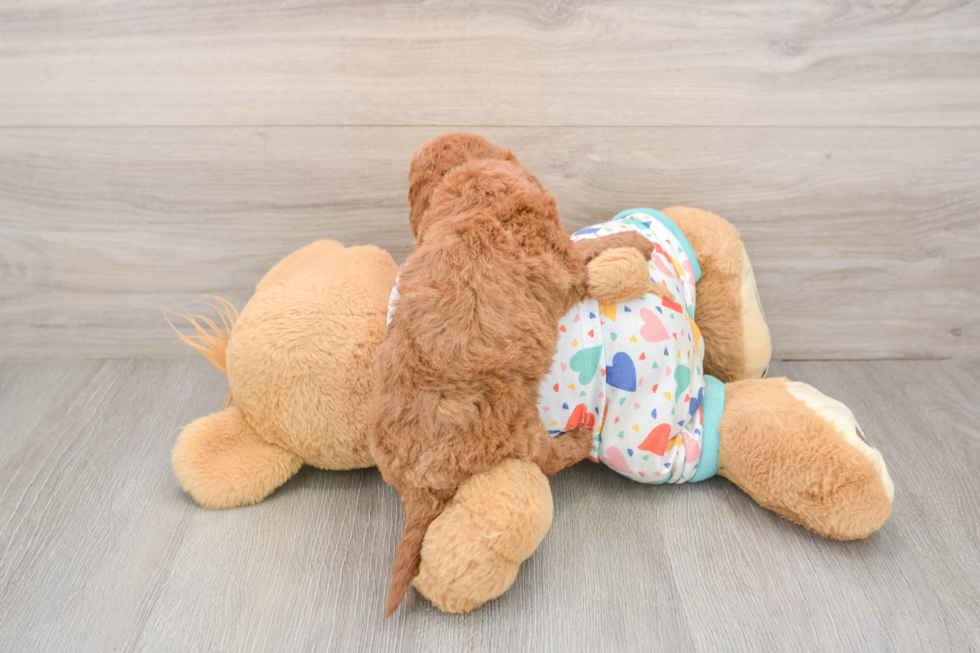 Hypoallergenic Mini Goldiepoo Poodle Mix Puppy