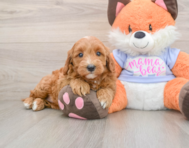 6 week old Mini Goldendoodle Puppy For Sale - Pilesgrove Pups