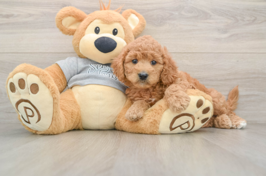 Happy Mini Goldendoodle Baby