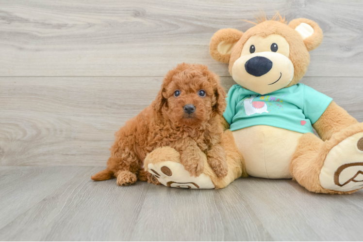 Smart Mini Goldendoodle Poodle Mix Pup