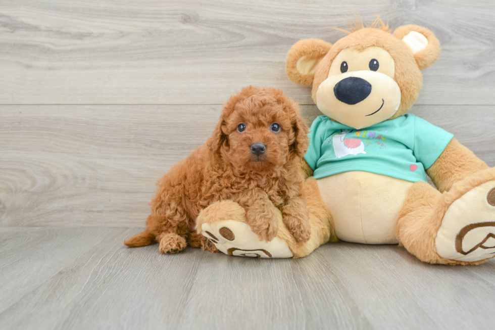 Smart Mini Goldendoodle Poodle Mix Pup